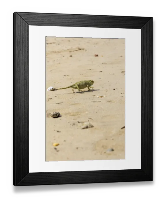 Framed Print : The Mediterranean chameleon, chameleo chameleon