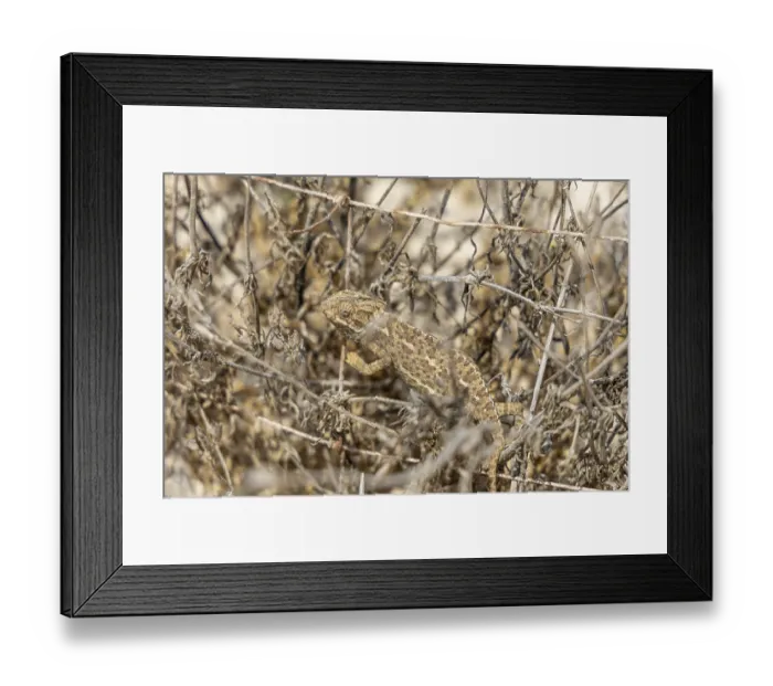 Framed Print : The Mediterranean chameleon, chameleo chameleon Framed Print : The Mediterranean chameleon, chameleo chameleon