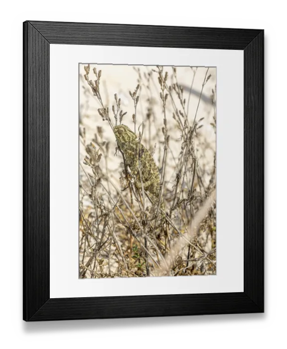 Framed Print : The Mediterranean chameleon, chameleo chameleon