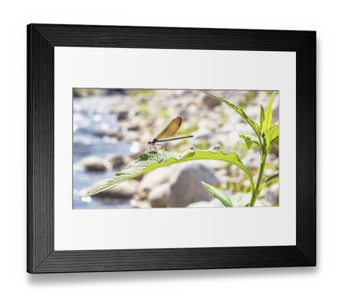Framed Print : Female damselfly Calopteryx haemorrhoidalis on plant leaf