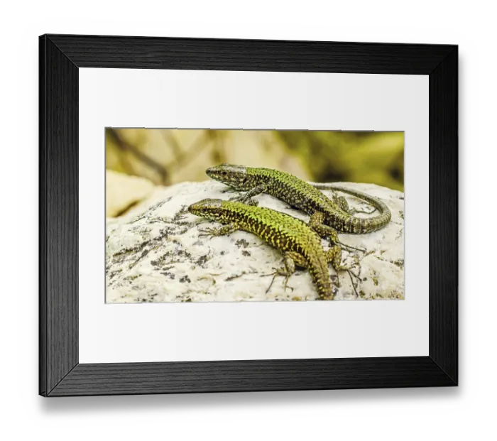Framed Print : Two green and brown Podarcis Siculus lizards resting on a sunlit rock in the Italian Lazio region Framed Print : Two green and brown Podarcis Siculus lizards resting on a sunlit rock in the Italian Lazio region