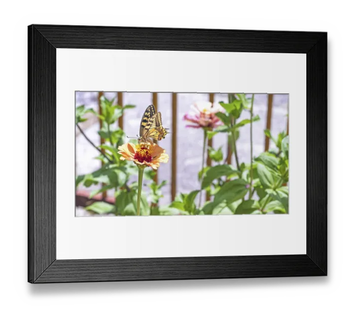 Framed Print : Close-up of a swallowtail butterfly feeding on an orange zinnia flower in a sunlit garden