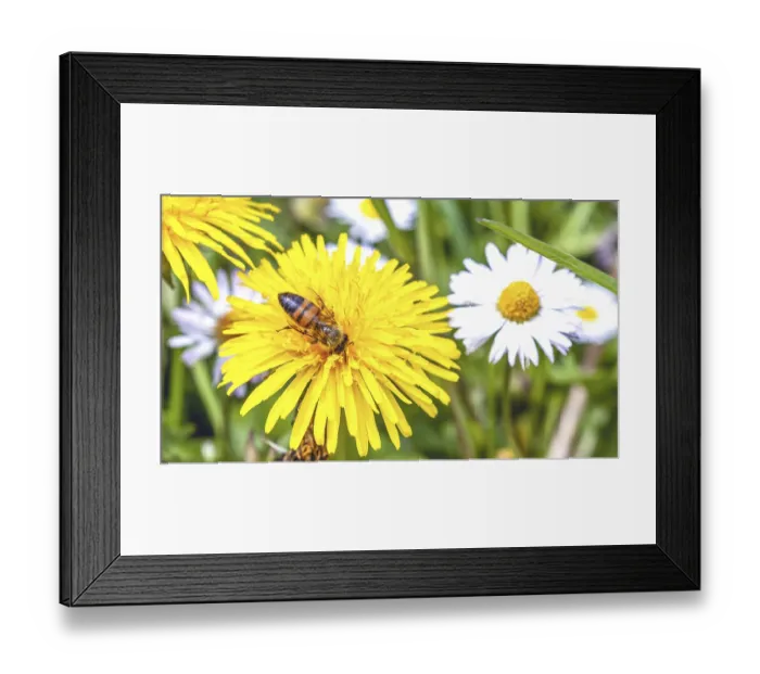 Framed Print : Bee on dandelion flower amid spring flowery meadow in the Italian Lazio region Framed Print : Bee on dandelion flower amid spring flowery meadow in the Italian Lazio region