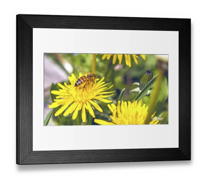Framed Print : Bee on dandelion flower amid spring flowery meadow in the Italian Lazio region
