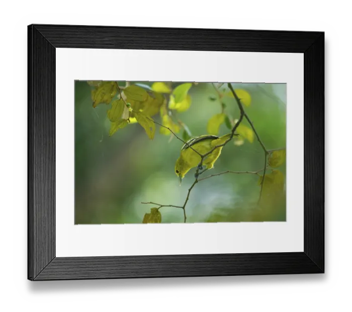 Framed Print : Common Iora (Aegithina tiphia) sitting on a tree branch