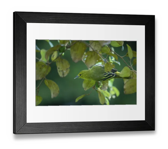 Framed Print : Common Iora (Aegithina tiphia) on a tree branch in Sreepur