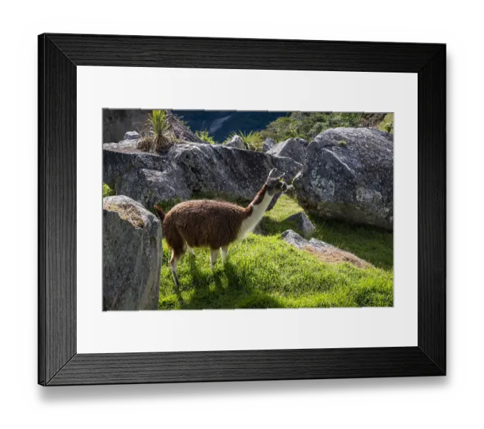 Framed Print : Llama at the ruins of Machu Picchu, Peru Framed Print : Llama at the ruins of Machu Picchu, Peru