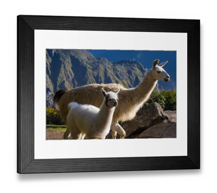 Framed Print : Llamas at the ruins of Machu Picchu, Peru Framed Print : Llamas at the ruins of Machu Picchu, Peru