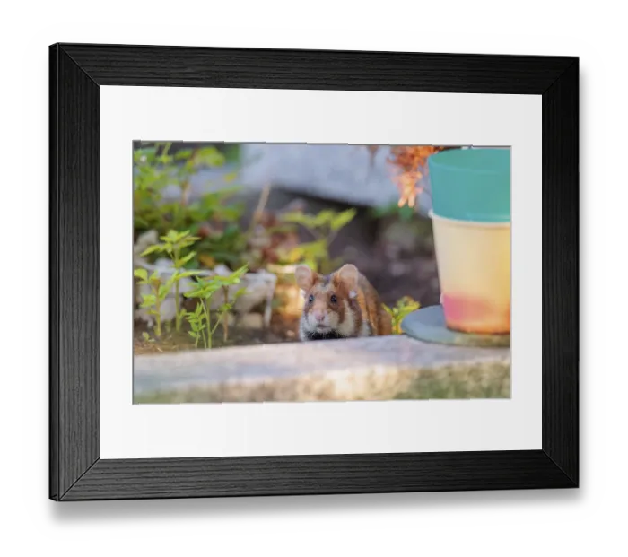 Framed Print : A European hamster (Cricetus cricetus) runs across graves in search for food