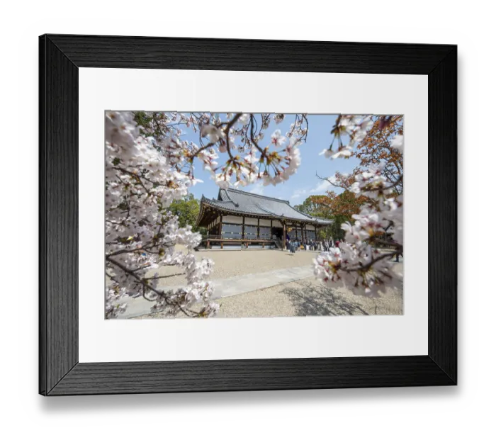 Framed Print : Blooming cherry trees, Kondo main hall of Ninna-ji Temple