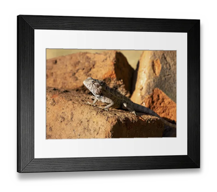 Framed Print : Lizard rests on bricks and enjoys the sun's rays Framed Print : Lizard rests on bricks and enjoys the sun's rays
