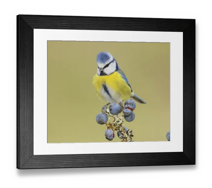 Framed Print : Blue tit (Parus caeruleus) sitting on lichen-covered sloes (Prunus spinosa) branch