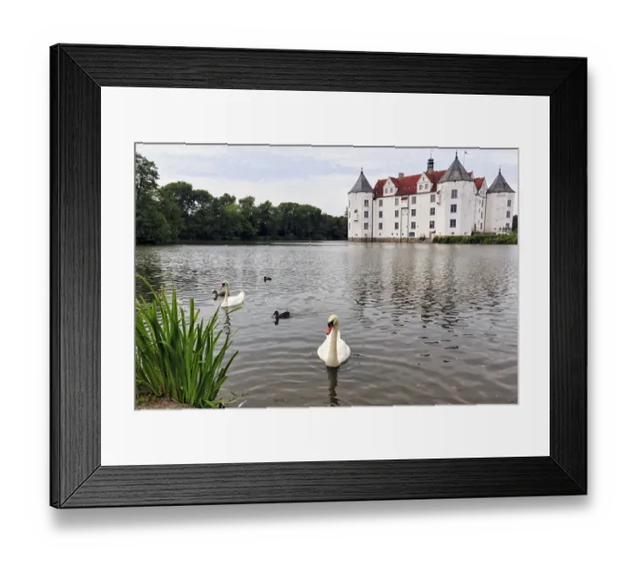 Framed Print : Hocker swan (Cygnus olor) in front of Glucksburg Castle