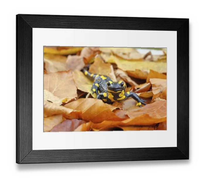 Framed Print : Fire salamander (Salamandra salamandra)