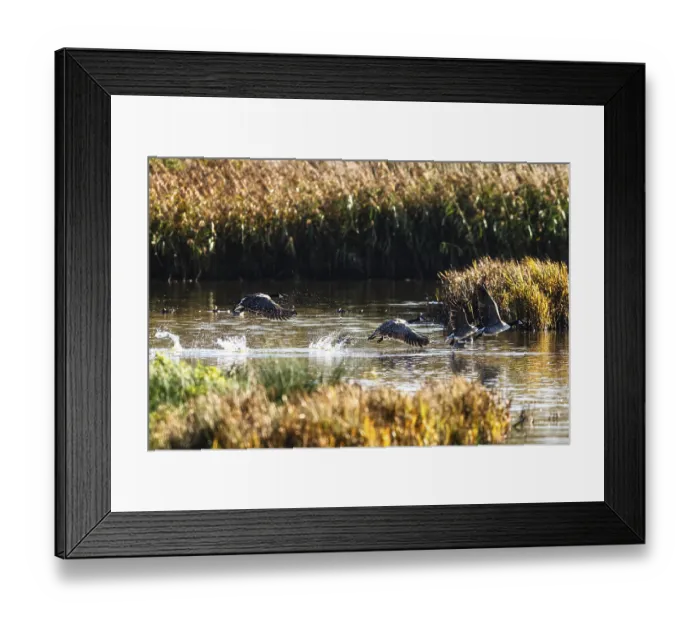 Framed Print : Canada Goose, Branta Canadensis Framed Print : Canada Goose, Branta Canadensis