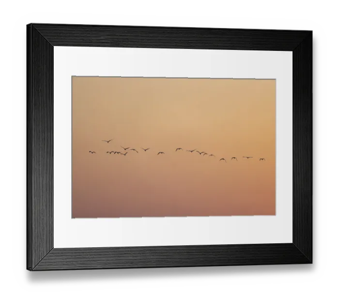 Framed Print : Birds silhouetted against a warm sunset sky Framed Print : Birds silhouetted against a warm sunset sky
