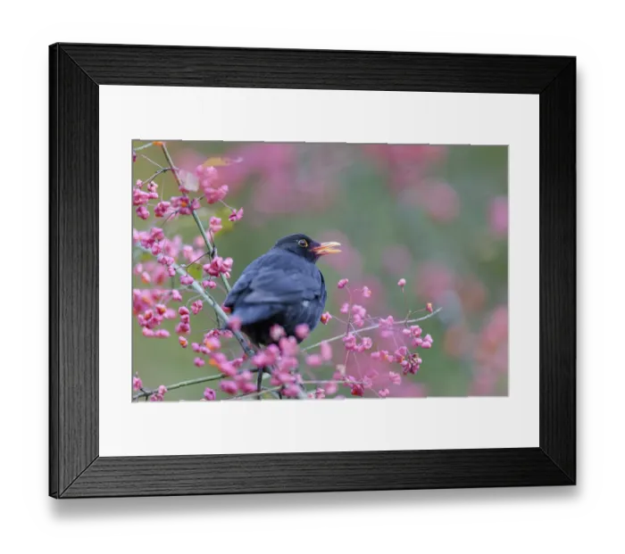 Framed Print : A common blackbird (Turdus merula) sits in a European spindle tree (Euonymus europaeus)