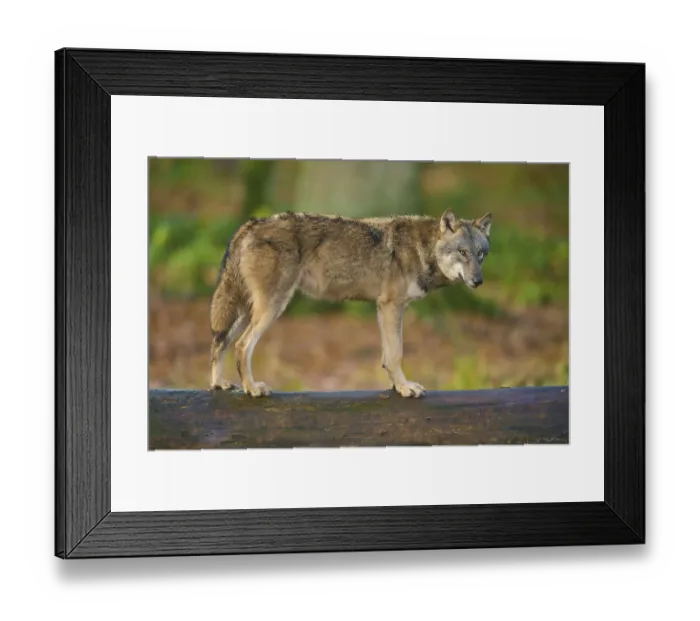 Framed Print : A watchful wolf stands on a log in the forest and looks attentively Framed Print : A watchful wolf stands on a log in the forest and looks attentively