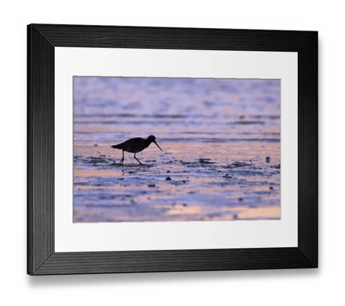 Framed Print : Pod-tailed woodcock (Limosa lapponica) in backlight on the beach Framed Print : Pod-tailed woodcock (Limosa lapponica) in backlight on the beach