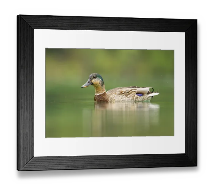 Framed Print : Wild duck (Anas platyrhynchos) male swimming in a lake