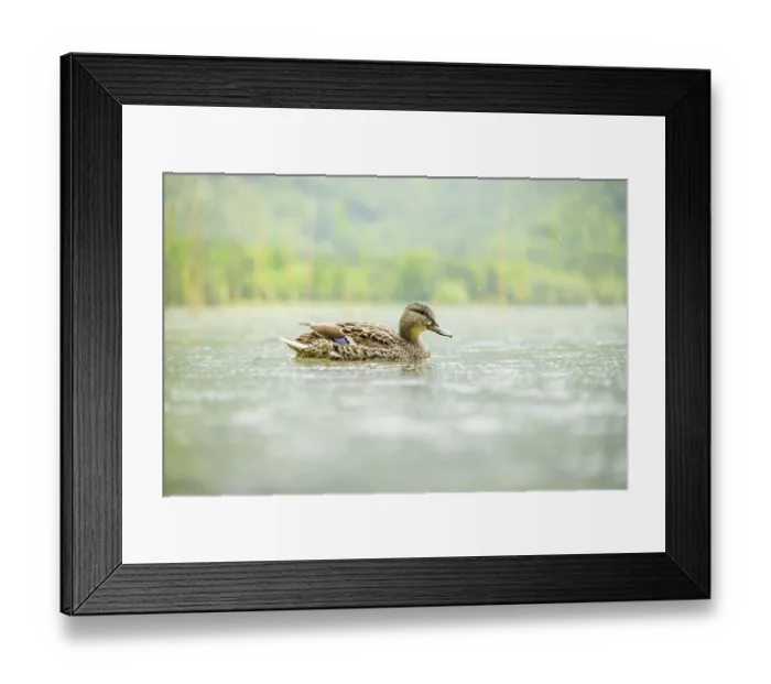 Framed Print : Wild duck (Anas platyrhynchos) female swimming in a lake Framed Print : Wild duck (Anas platyrhynchos) female swimming in a lake