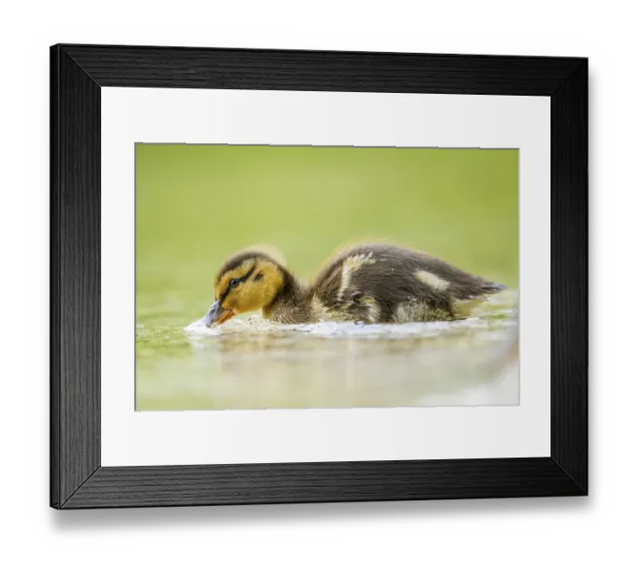 Framed Print : Wild duck (Anas platyrhynchos) chick swimming on a lake Framed Print : Wild duck (Anas platyrhynchos) chick swimming on a lake
