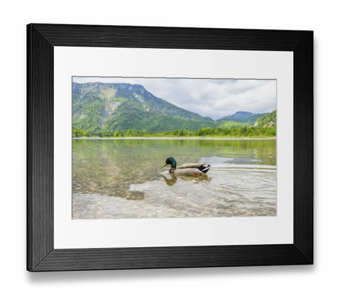 Framed Print : Wild duck (Anas platyrhynchos) male swimming in a lake