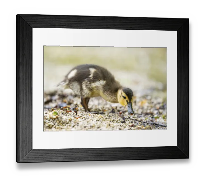 Framed Print : Wild duck (Anas platyrhynchos) chick standing at the schore of a little lake