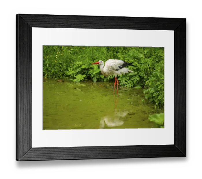 Framed Print : White stork (Ciconia ciconia) standing in a little lake