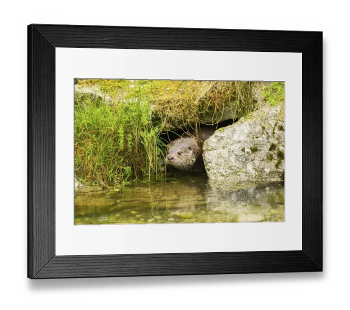 Framed Print : Eurasian otter (Lutra lutra) swimming in a lake