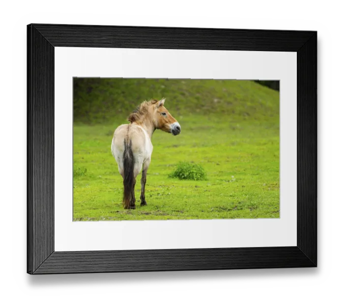 Framed Print : Przewalski's horse (Equus ferus przewalskii) standing on a meadow