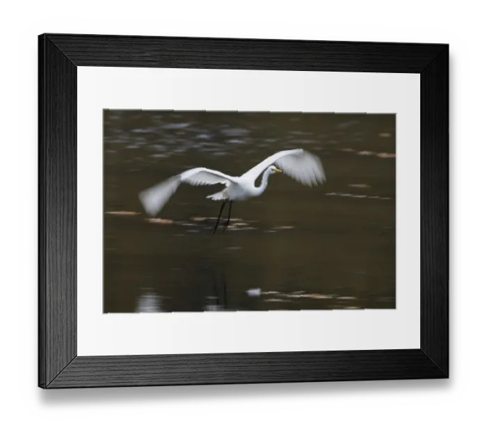 Framed Print : A great egret (Ardea alba) flies over the water Framed Print : A great egret (Ardea alba) flies over the water