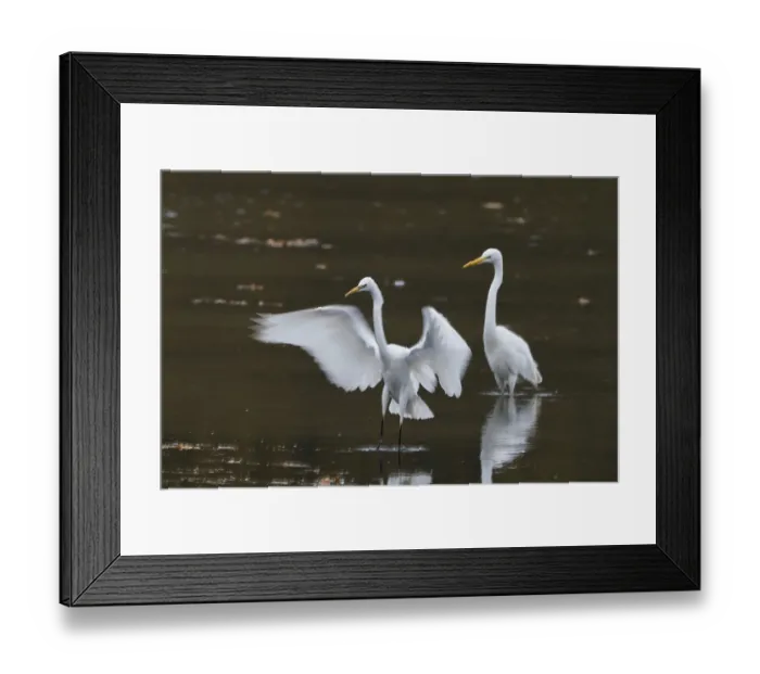 Framed Print : Two great egrets (Ardea alba) standing in water Framed Print : Two great egrets (Ardea alba) standing in water