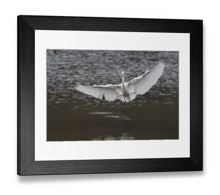Framed Print : A great egret (Ardea alba) with spread wings flying over calm water