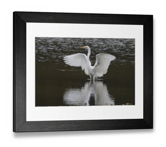 Framed Print : A great egret (Ardea alba) in water spreads its wings and is reflected in the water