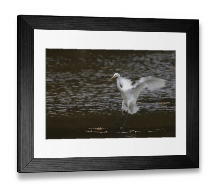 Framed Print : A great egret (Ardea alba) landing on water Framed Print : A great egret (Ardea alba) landing on water