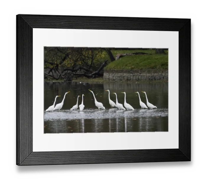 Framed Print : A group of great egrets (Ardea alba) stands in the water of a lake