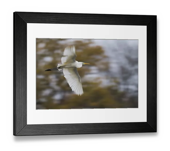 Framed Print : A great egret (Ardea alba) flies with spread wings against an autumnal
