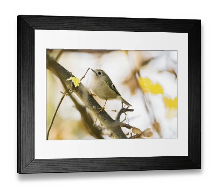 Framed Print : A winter golden chicken (Regulus regulus) stands on a branch surrounded by yellow leaves