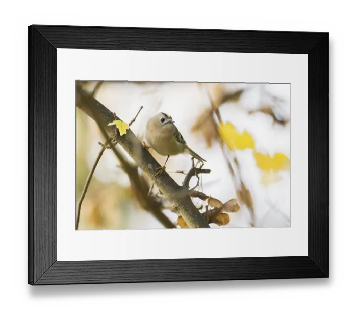 Framed Print : A winter golden chicken (Regulus regulus) sits on a branch in a backdrop of yellow leaves and soft autumn lighting Framed Print : A winter golden chicken (Regulus regulus) sits on a branch in a backdrop of yellow leaves and soft autumn lighting