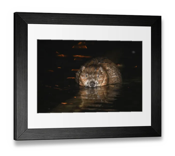 Framed Print : A European beaver sits in water and eats Framed Print : A European beaver sits in water and eats