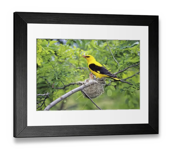 Framed Print : Oriole on nest, fig oriole, animals Framed Print : Oriole on nest, fig oriole, animals