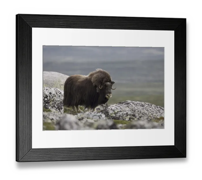 Framed Print : Musk ox Bisamox sheep ox (Ovibus moschatus) Framed Print : Musk ox Bisamox sheep ox (Ovibus moschatus)