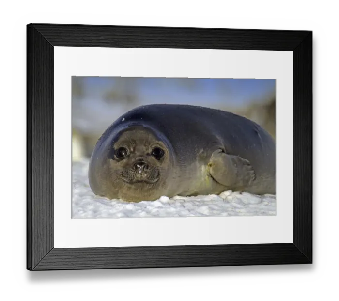 Framed Print : Southern Sea Elephant Mirounga Leonina Southern Elephant Seal Framed Print : Southern Sea Elephant Mirounga Leonina Southern Elephant Seal