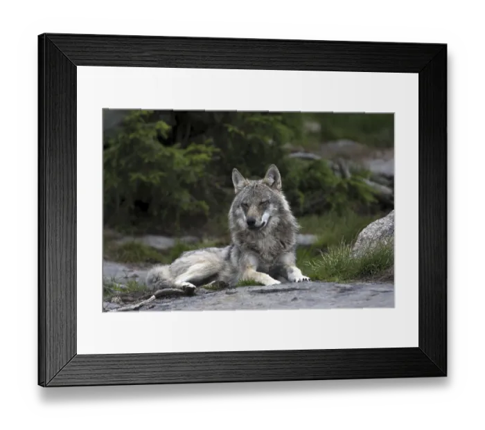 Framed Print : Resting wolf, (Canis lupus), Grey Wold