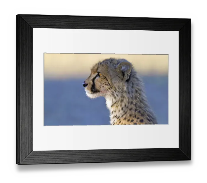 Framed Print : Cheetah, (Acinonyx jubatus), Cheetah