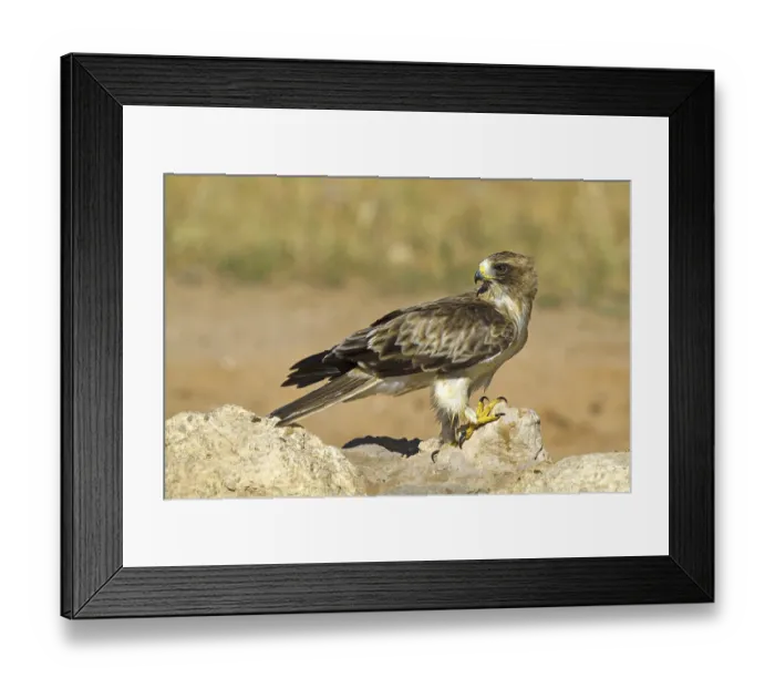 Framed Print : Dwarf eagle (Hieraaetus pennatus)