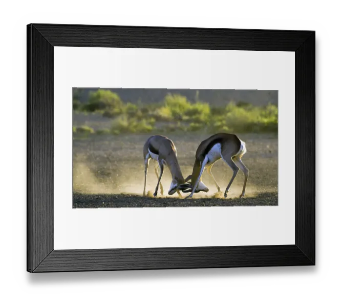 Framed Print : Springbok (Antidorcas marsupialis) shooting in first light Kalahari
