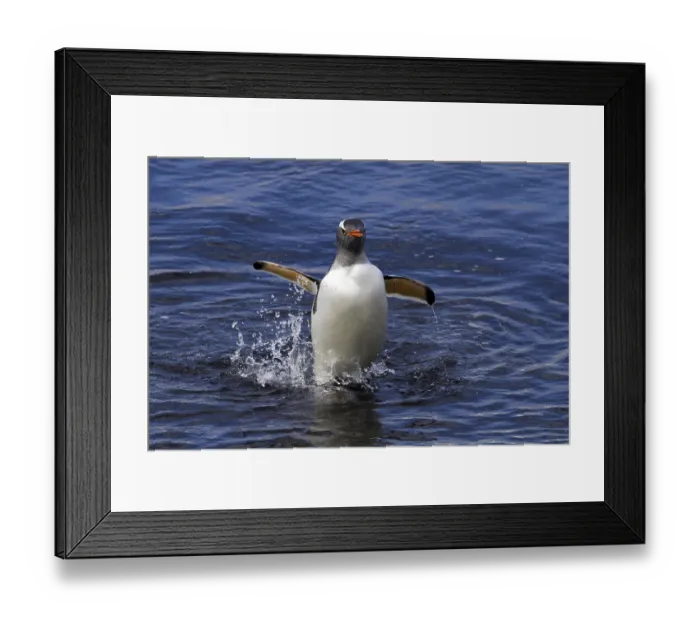 Framed Print : A donkey penguin comes from the Antarctic sea Framed Print : A donkey penguin comes from the Antarctic sea