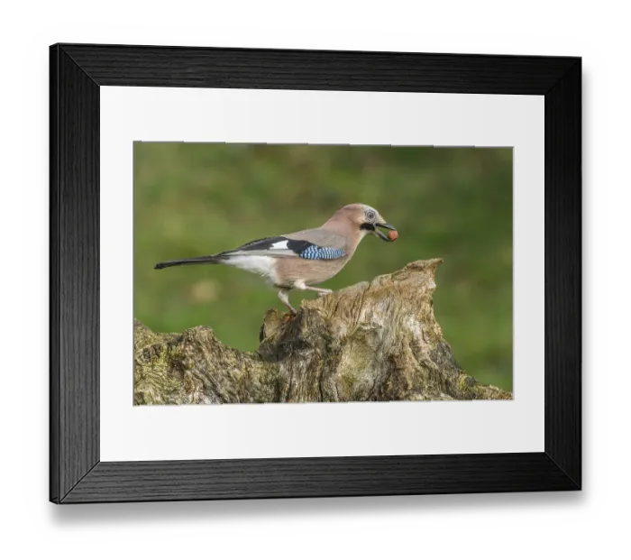 Framed Print : Eurasian Jay (Garrulus glandarius) Jay • Baden-Wurttemberg